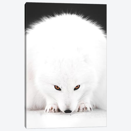 White Fox I Canvas Print #JSH46} by Joe Shutter Canvas Artwork