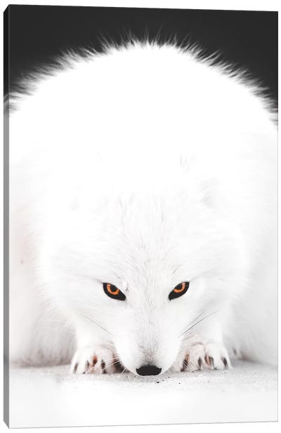 White Fox I Canvas Art Print - Fox Art