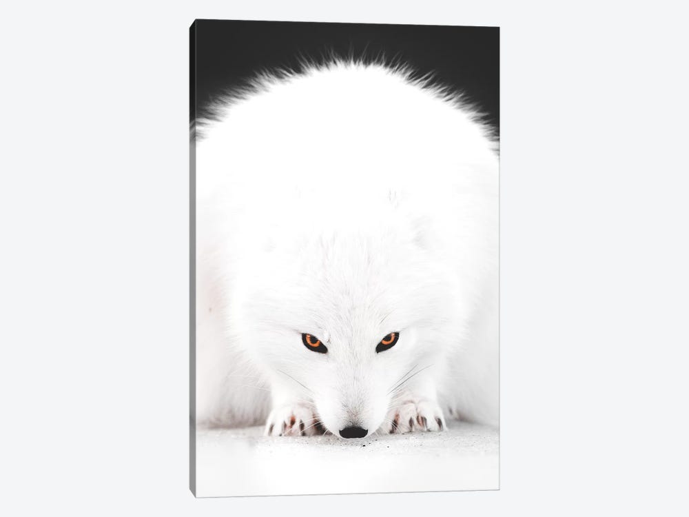 White Fox I by Joe Shutter 1-piece Canvas Artwork