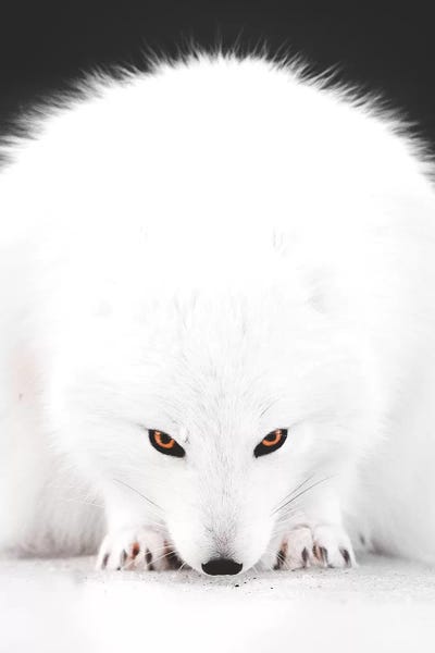 Joe Shutter: White Fox I by Joe Shutter