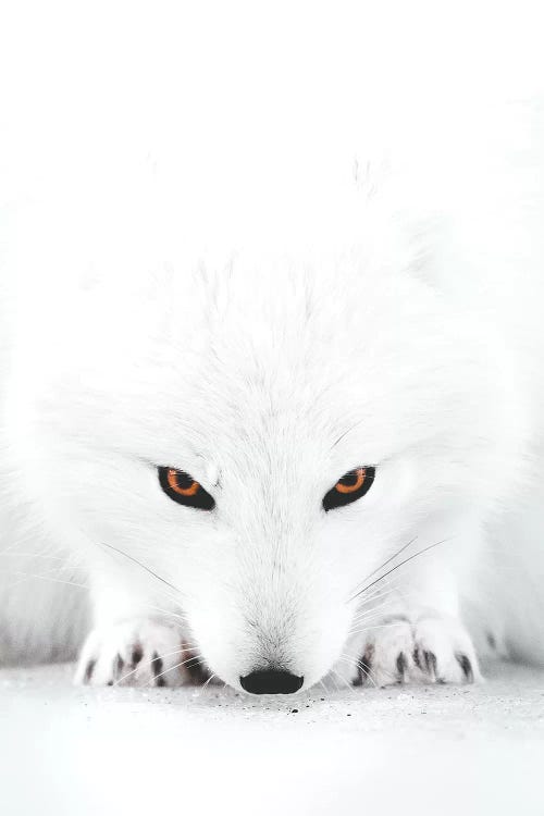 White Fox II