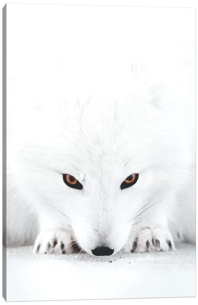 White Fox II Canvas Art Print - Fox Art