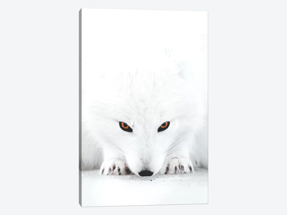 White Fox II by Joe Shutter 1-piece Art Print