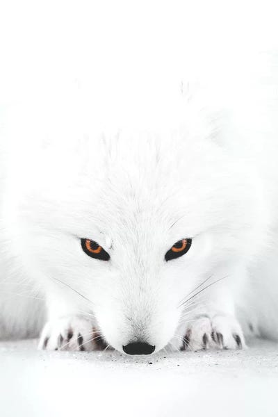 Joe Shutter: White Fox II by Joe Shutter