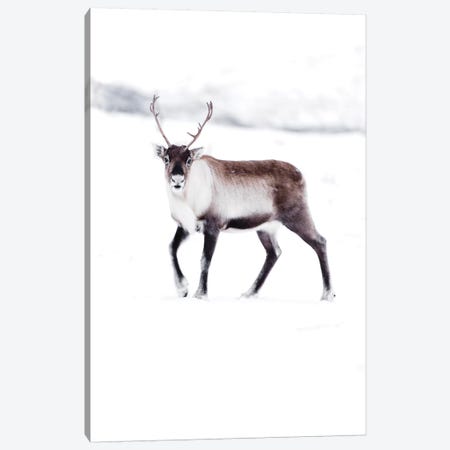 Arctic Reindeer Canvas Print #JSH4} by Joe Shutter Canvas Art Print