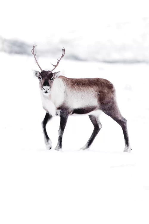 Arctic Reindeer by Joe Shutter wall art