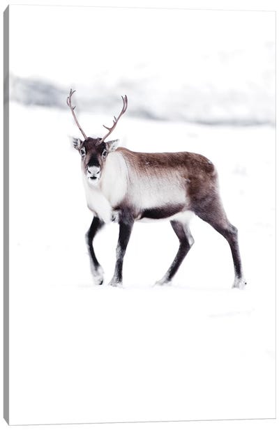Arctic Reindeer Canvas Art Print - Joe Shutter