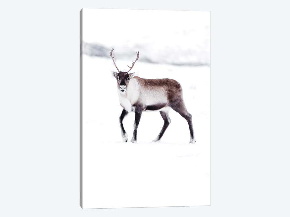 Arctic Reindeer by Joe Shutter 1-piece Art Print