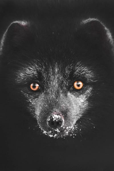 Black Fox by Joe Shutter framed wall art