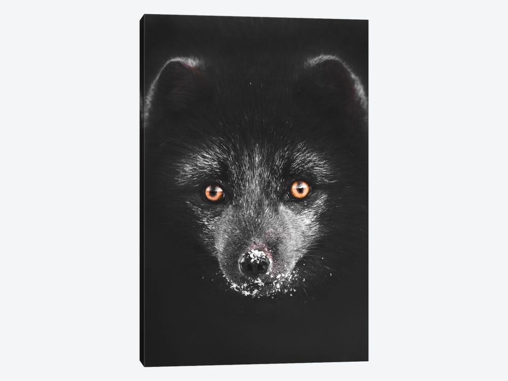 Black Fox by Joe Shutter 1-piece Canvas Wall Art