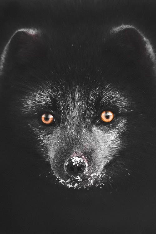 Black Fox