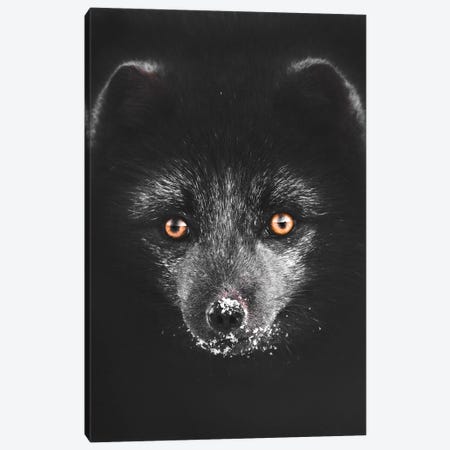 Black Fox Canvas Print #JSH5} by Joe Shutter Canvas Art Print