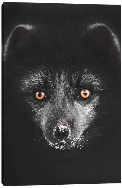 Black Fox Canvas Art Print - Fox Art