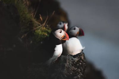Contemplating Flight by Joe Shutter framed wall art