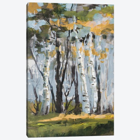 Golden Birch Trees Canvas Print #JSL100} by Jane Slivka Canvas Artwork