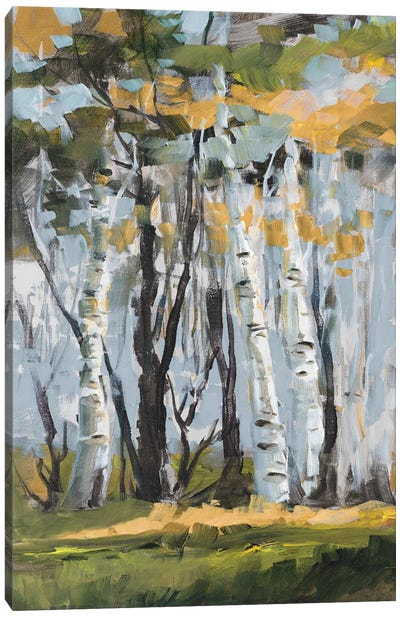 Golden Birch Trees Canvas Art Print