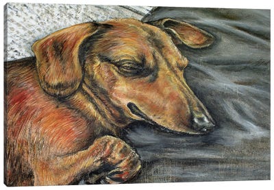 Dachshund Napping Canvas Art Print