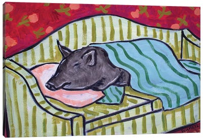 Pot Belly Pig Nap On Couch Canvas Art Print - Jay Schmetz