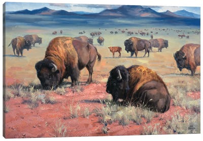Home On The Range Canvas Art Print - Bison & Buffalo Art