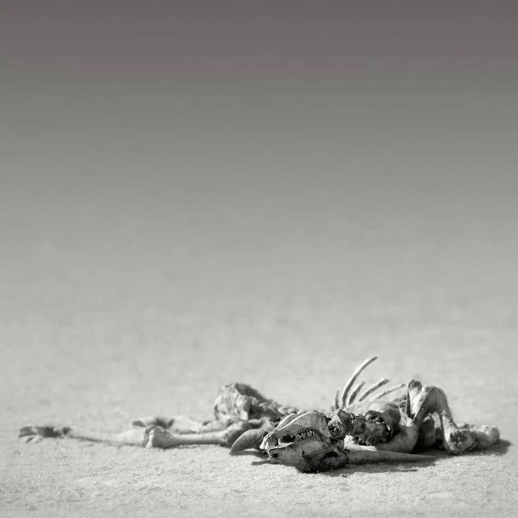 Eland Skeleton In Desert