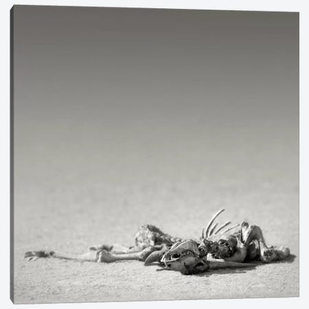Eland Skeleton In Desert Canvas Print #JSW10} by Johan Swanepoel Canvas Art Print