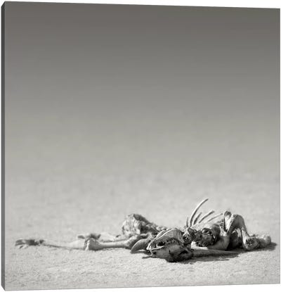 Eland Skeleton In Desert Canvas Art Print - Johan Swanepoel