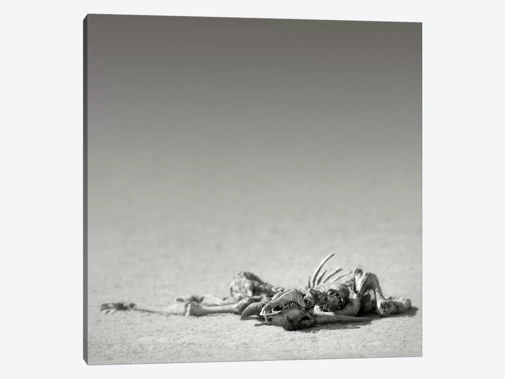 Eland Skeleton In Desert by Johan Swanepoel 1-piece Canvas Wall Art