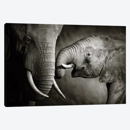Elephant Affection Canvas Print #JSW11} by Johan Swanepoel Canvas Print