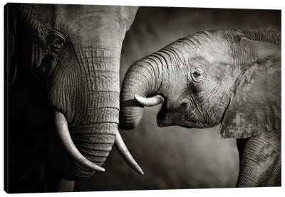 Elephant Affection Canvas Art Print - Elephant Art
