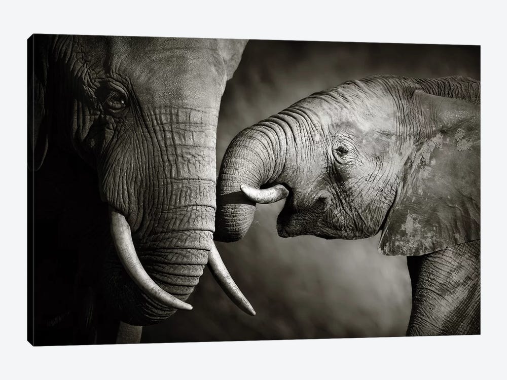 Elephant Affection by Johan Swanepoel 1-piece Canvas Print