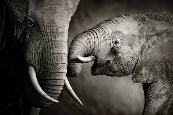 Baby Animals: Elephant Affection by Johan Swanepoel