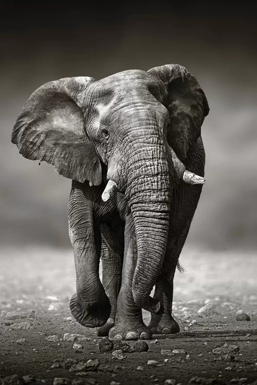 Elephant Approach From the Front by Johan Swanepoel wall art