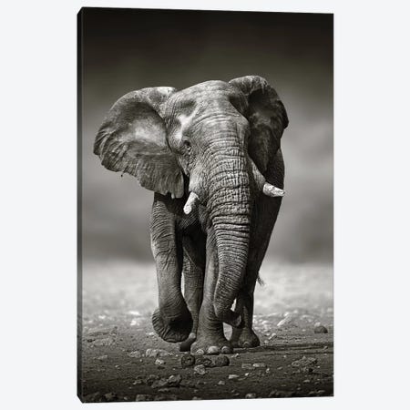 Elephant Approach From the Front Canvas Print #JSW12} by Johan Swanepoel Art Print