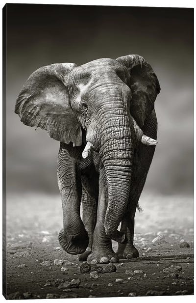 Elephant Approach From the Front Canvas Art Print - Black & White Animal Art