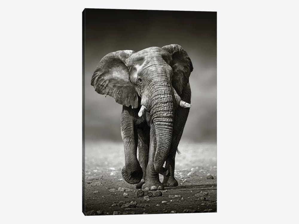 Elephant Approach From the Front by Johan Swanepoel 1-piece Canvas Wall Art
