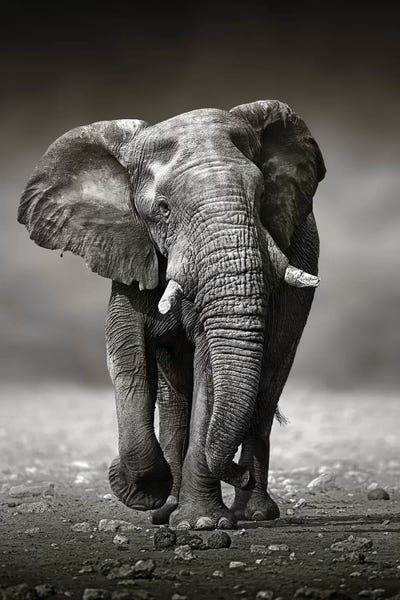 Johan Swanepoel: Elephant Approach From the Front by Johan Swanepoel