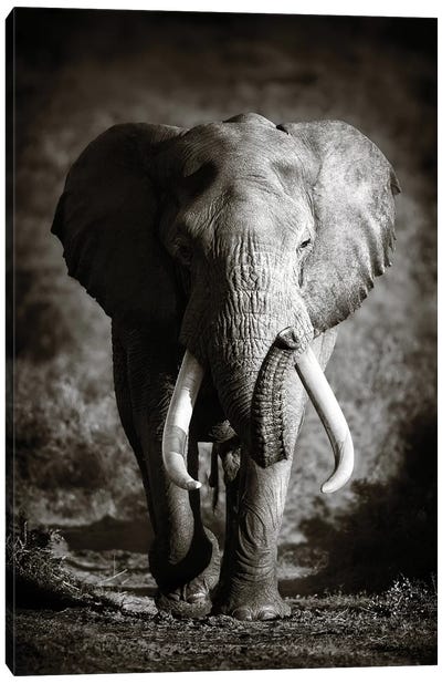 Elephant Bull Canvas Art Print - Large Black & White Art