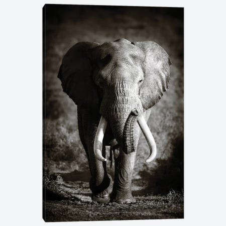 Elephant Bull Canvas Print #JSW13} by Johan Swanepoel Canvas Print