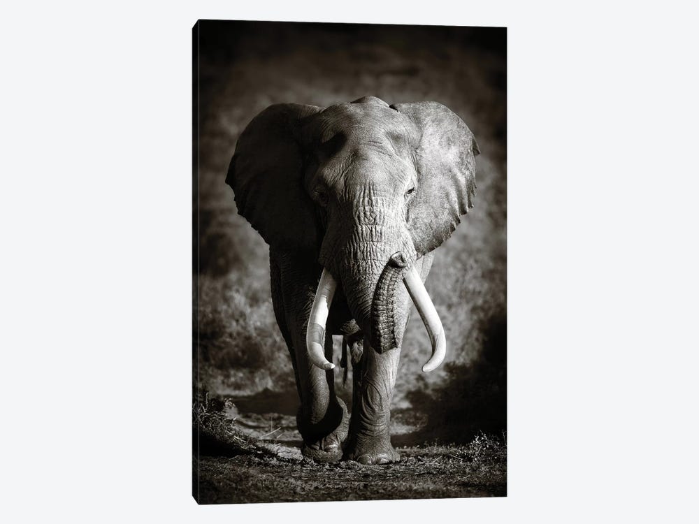 Elephant Bull by Johan Swanepoel 1-piece Art Print