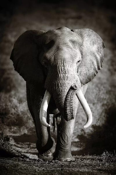 Johan Swanepoel: Elephant Bull by Johan Swanepoel