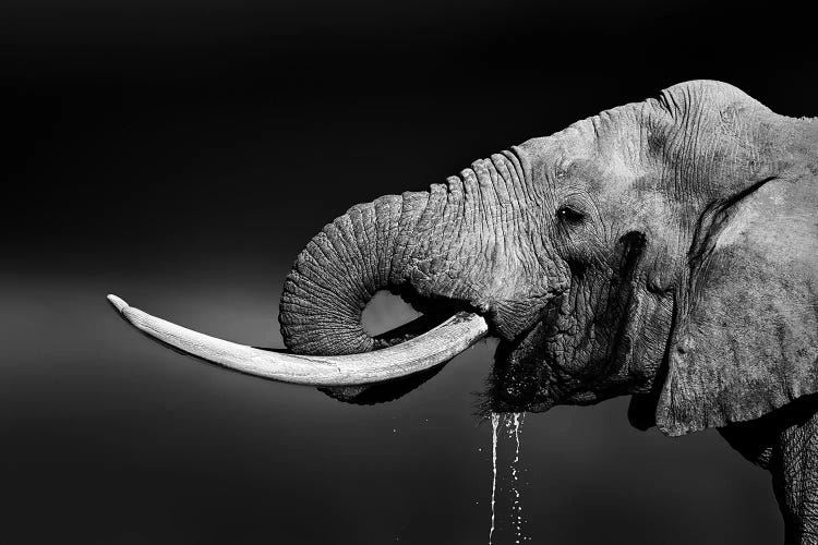 Elephant Bull Drinking Water