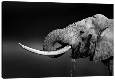 Elephant Bull Drinking Water Canvas Art Print - Johan Swanepoel