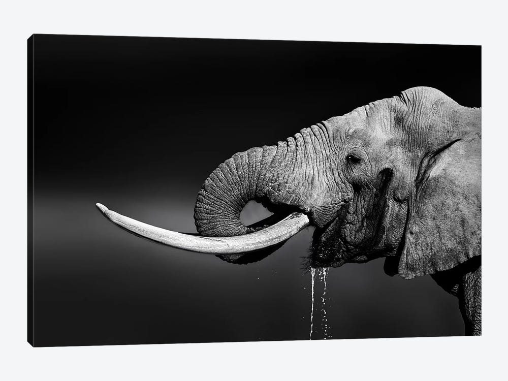 Elephant Bull Drinking Water by Johan Swanepoel 1-piece Canvas Wall Art