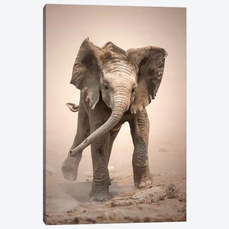 Elephant Calf Mock Charging Canvas Print #JSW15} by Johan Swanepoel Canvas Wall Art