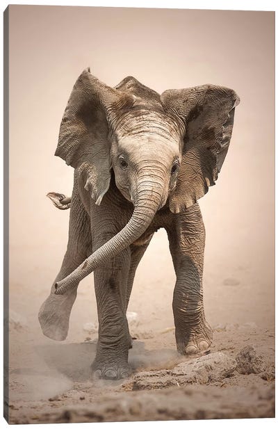 Elephant Calf Mock Charging Canvas Art Print - Johan Swanepoel