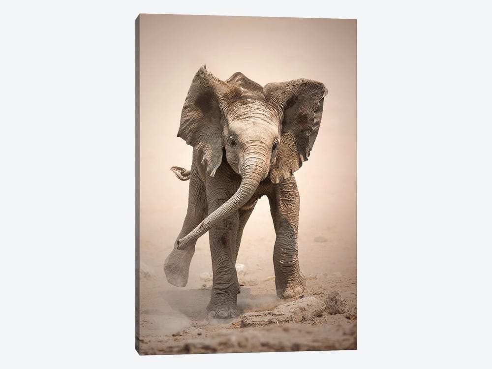Elephant Calf Mock Charging by Johan Swanepoel 1-piece Canvas Print