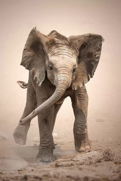 Photogenic Animals: Elephant Calf Mock Charging by Johan Swanepoel