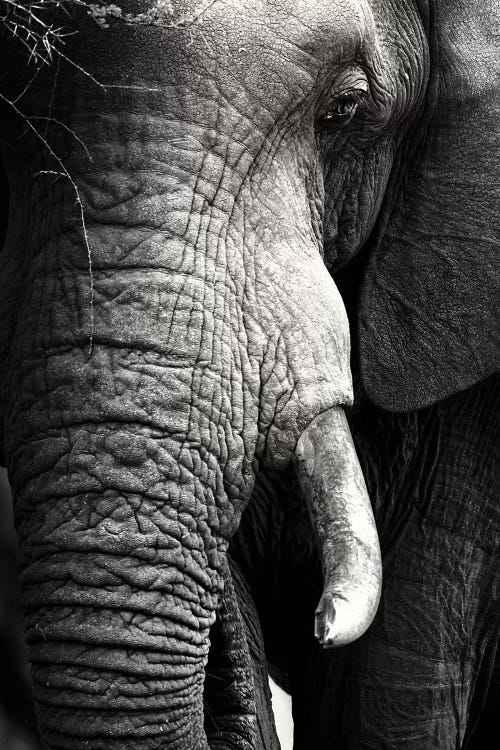 Elephant Close-Up Portrait