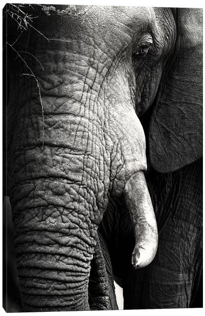 Elephant Close-Up Portrait Canvas Art Print - Johan Swanepoel