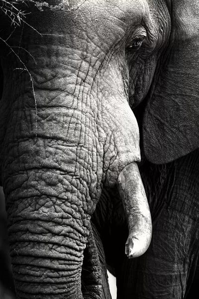 Elephants: Elephant Close-Up Portrait by Johan Swanepoel